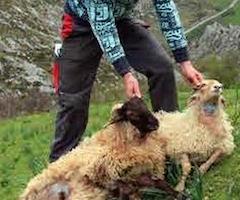 Las indemnizaciones por ataques de lobo al ganado tardan 4 años en llegar